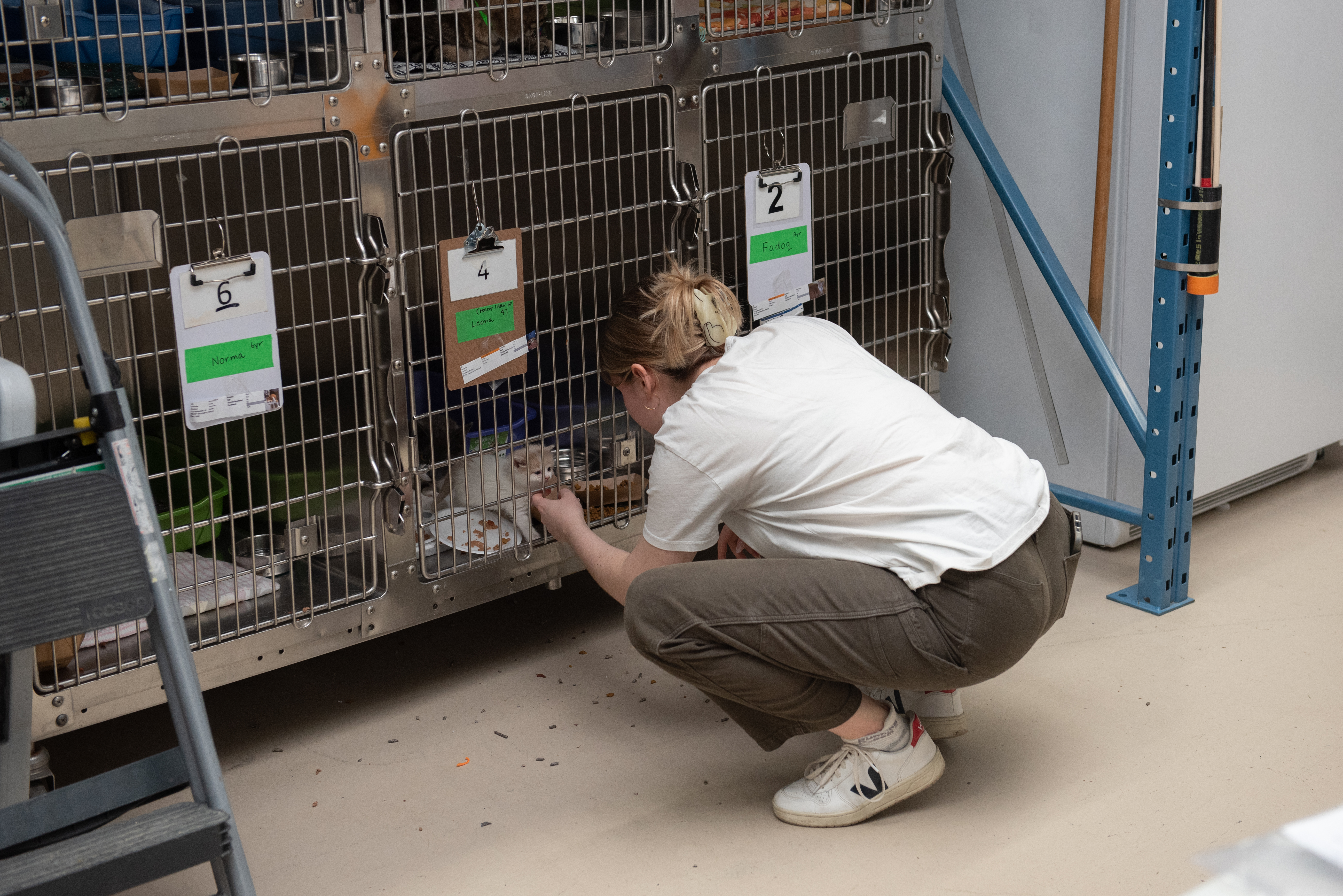 Volunteer checking on cats in kennels labelled with intake cards