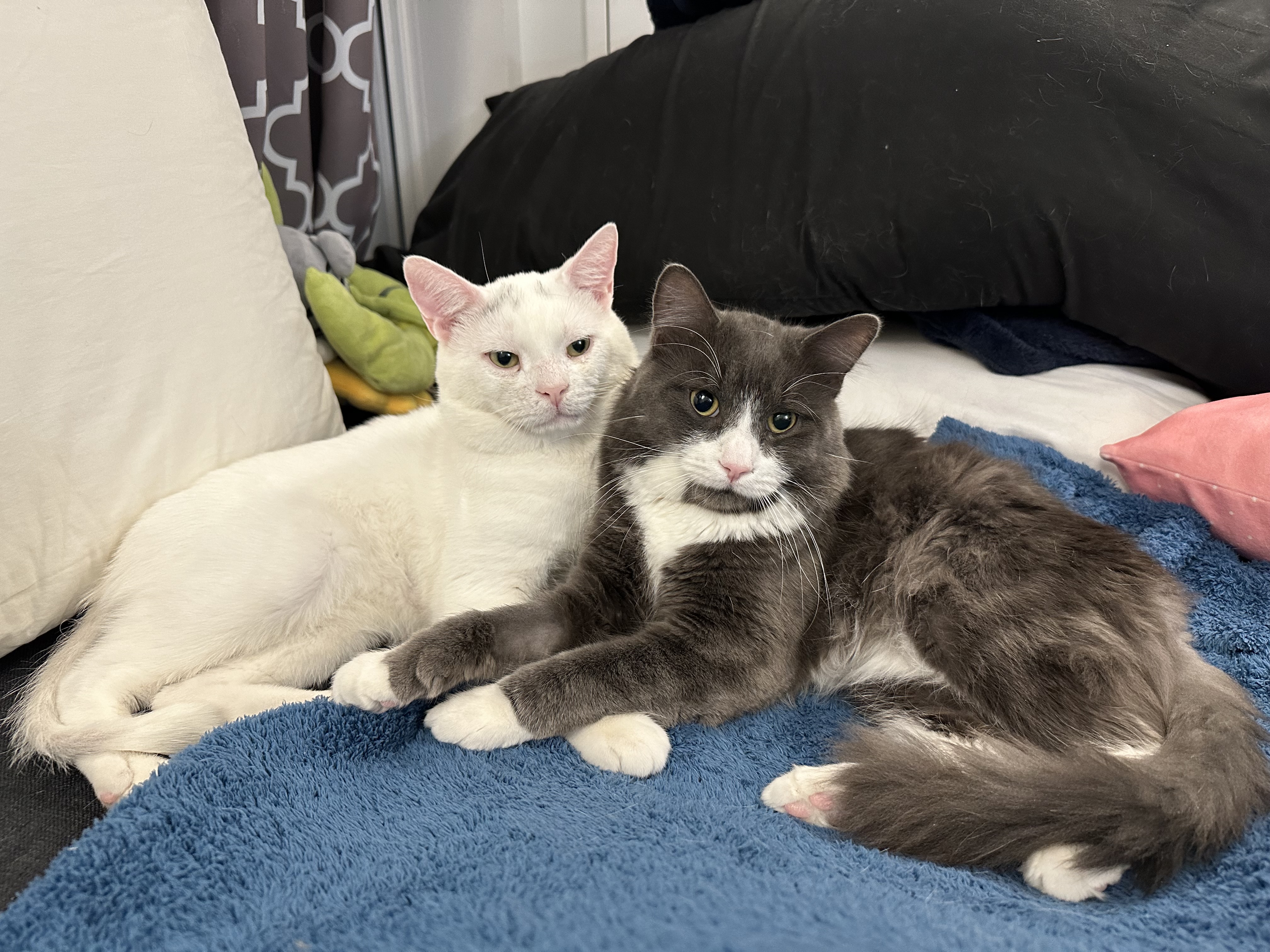Foster Coordinator