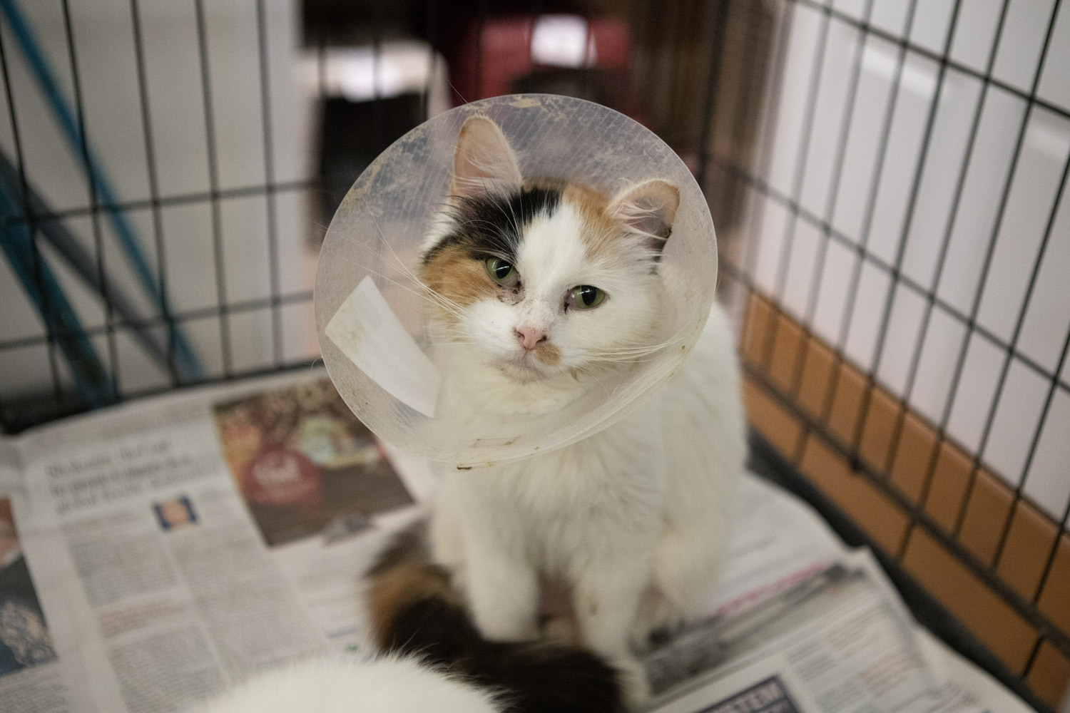 Calico rescue cat wearing a recovery cone